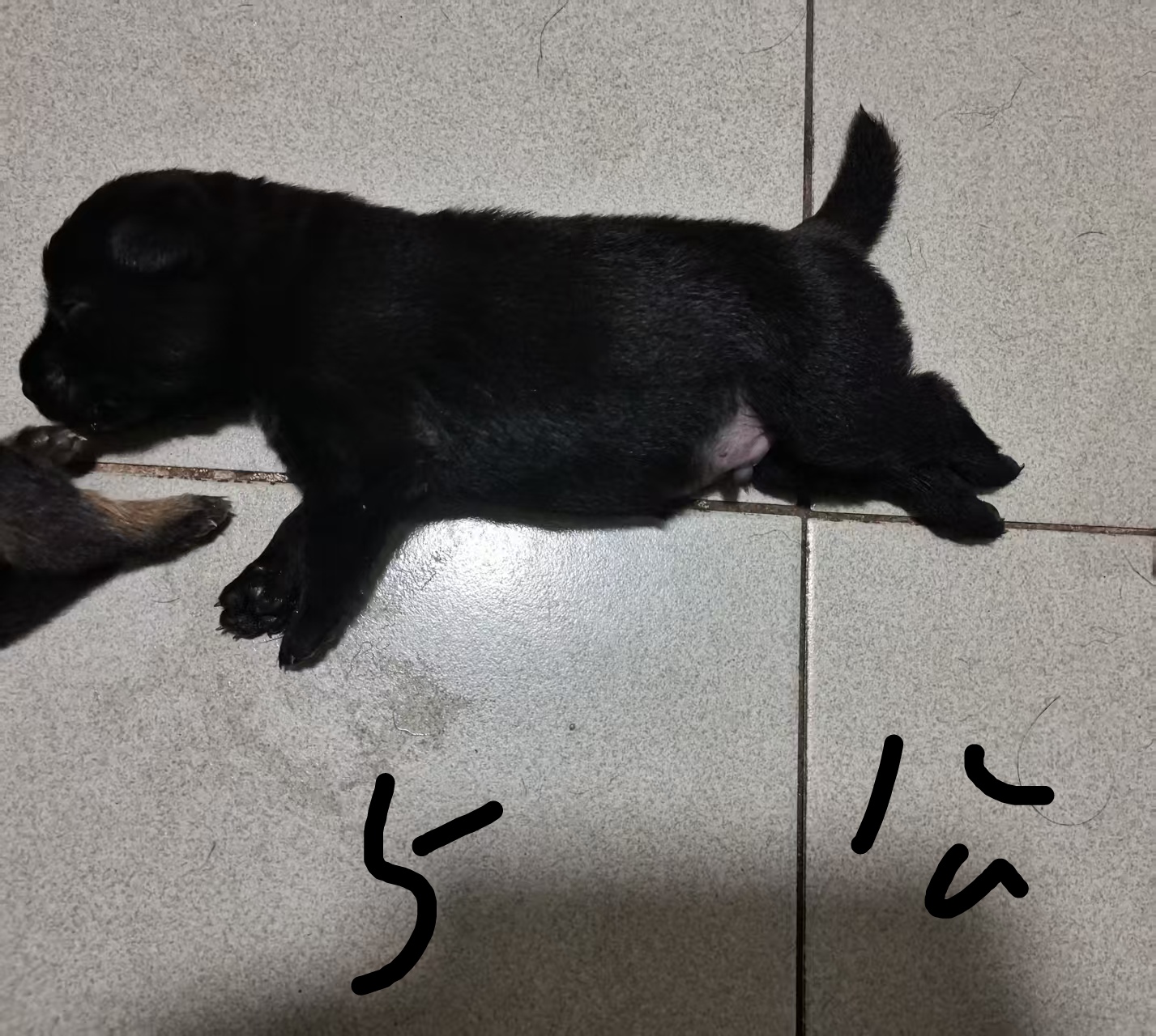 中华田园犬